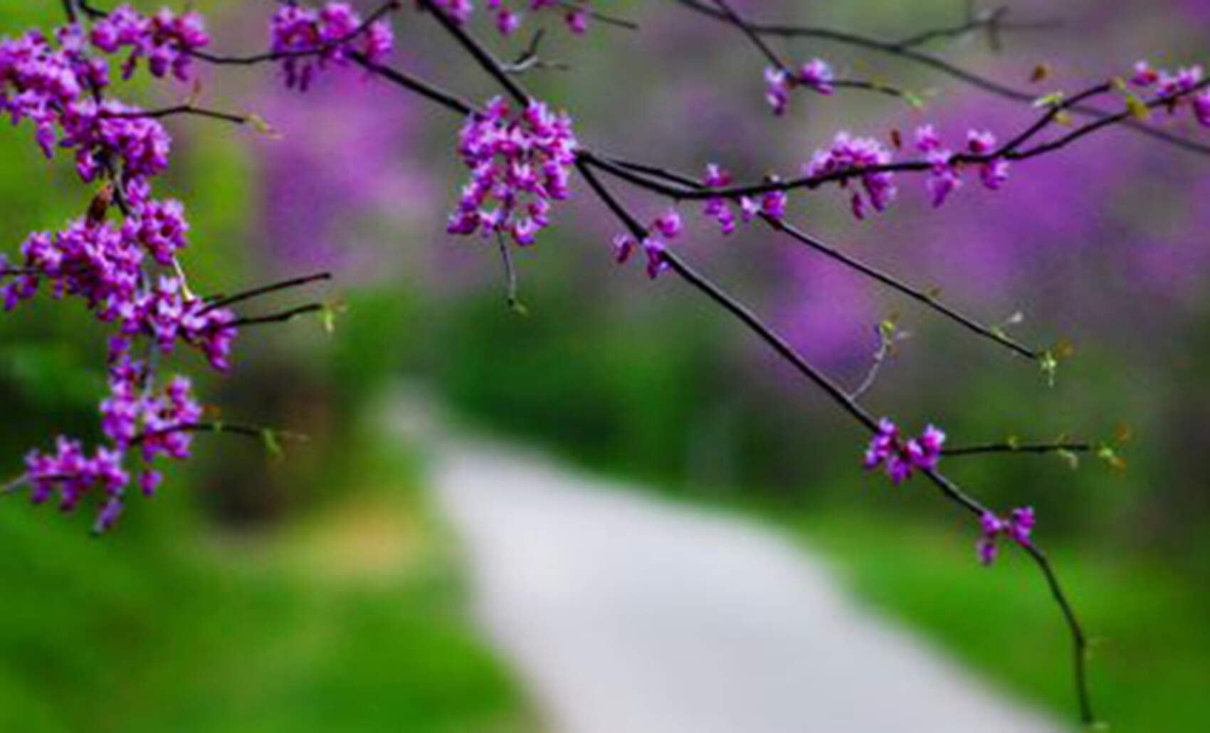 Eastern Redbud Connellsville