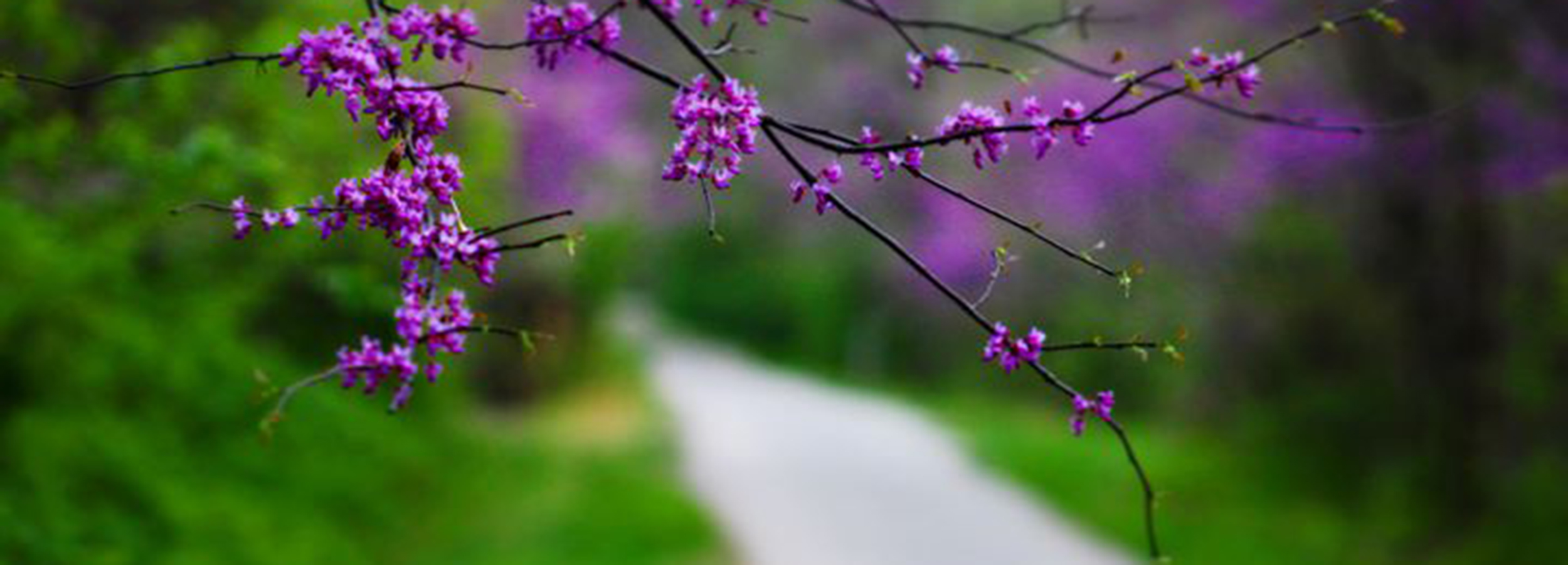 Eastern Redbud Connellsville